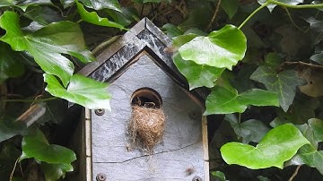 Bumblebees in the birdbox!