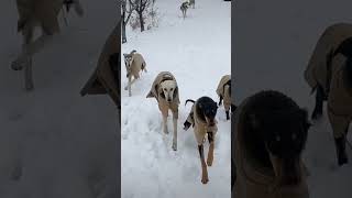 خدا حافظ زمستان #dog #saluki #persiangreyhound #puppy #greyhound #tazi