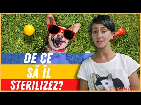 Sterilizarea - de ce este atat de importanta? Medic Veterinar Ioana Dalea