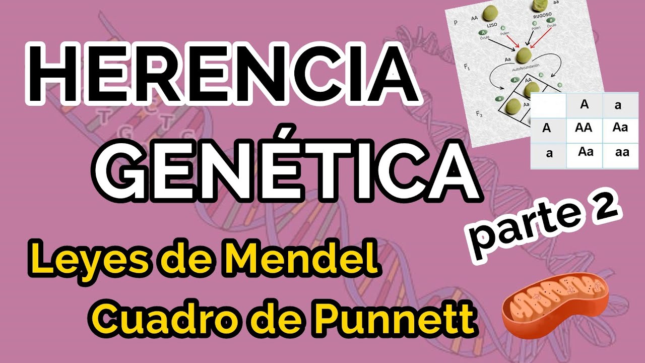 ¿Cómo hacer un cuadro de ♀️ Ejercicios de genética resueltos YouTube ¿Cómo hacer un cuadro de ♀️ Ejercicios de genética resueltos YouTube