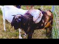 Our goat is obsessed with her BOYFRIEND and it's HILARIOUS! 😂