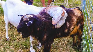 Our goat is obsessed with her BOYFRIEND and it's HILARIOUS!