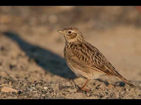 Video: Allodole delle steppe: descrizione e habitat