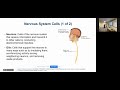 Physiological Psychology: Neurons / Neurotransmitters / Drug Interactions - Dr. Patrick McMunn