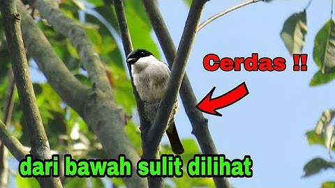 DI ANTARA YANG TERMUDAH DARI BANYAK "SARANG..BURUNG INI YANG SULIT DI TEMUKAN ‼️ JINGJING BATU