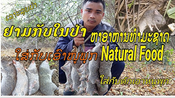 ຢາມກັບໜູພຸກ ( ເລາະລຸຍປ່າ EP.9 ) | ยามกับดักหนูพุก ( เลาะลุยป่า EP.9 ) Natural Food