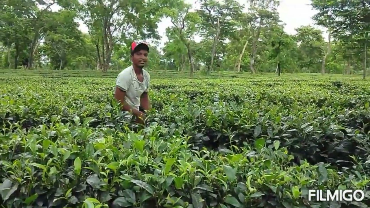 Assam desi chai ke Bagan Hari Hari chai ke Bagan more Dhoni Krishna DJ DJ20 21