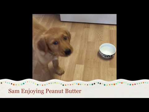 Peanut Butter Jelly Time By Sam - banana doge roblox peanut butter jelly time free