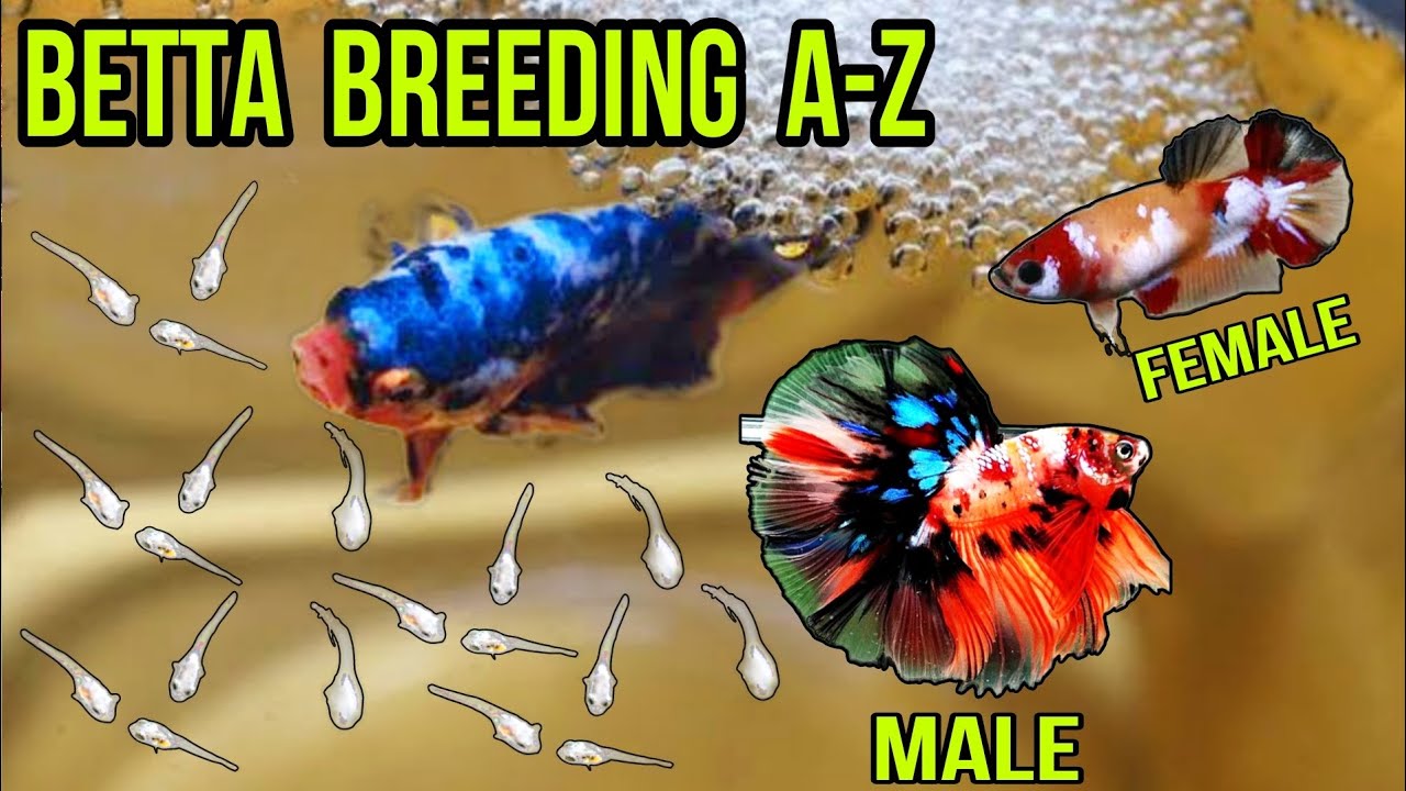 GALAXY BETTA FISH BREEDING A-Z FULL GUIDE IN HINDI | FIGHTER FISH BREEDING | BETTA FISH TANK SETUP