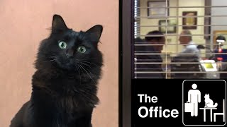 The Office - with a cat (OwlKitty) by OwlKitty 2,741,797 views 3 years ago 40 seconds
