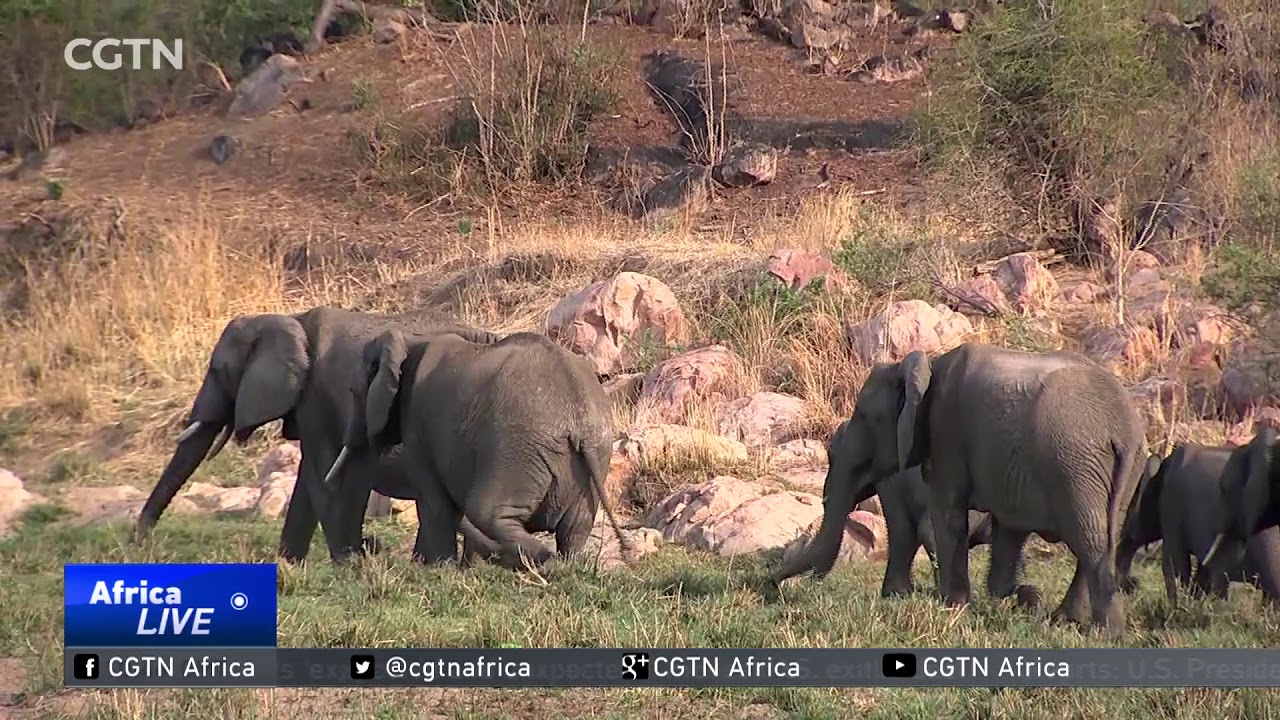 Tanzanian government, WWF in joint elephant-collaring drive