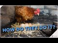 Behind the Scenes: Unveiling the Egg Laying Process in Chickens