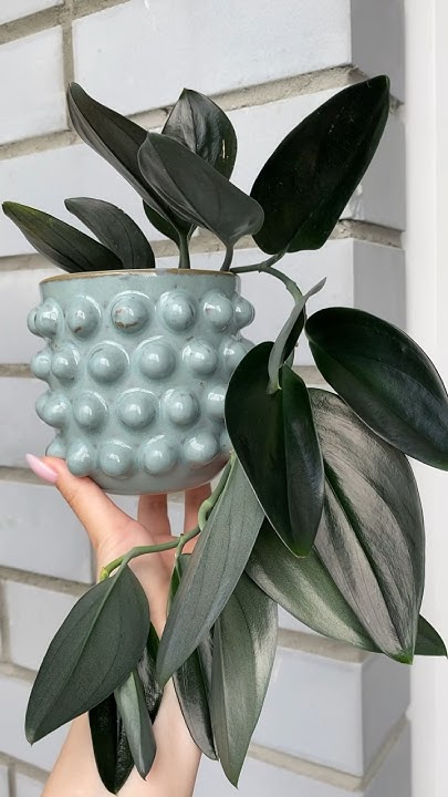 Горшок за 249 р с Фамилии🩵 #обзоррастений #бюджетныегоршки - YouTube