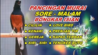 🔴 LIVE 58 - PANCINGAN MURAI BATU MALAM HARI FULL ISIAN TEMBAKAN, MELATIH MURAI EMOSI BONGKAR ISIAN