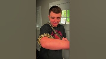 Bredli Python 🐍 #shorts #snakes #animal #pets #reptiles