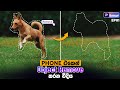 How to Renove Any Objects on Photo - Phone එකෙන් Object Remove කරන විදිය | PhotoRoom Sinhala