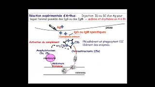 Hypersensibilité III (3) Due Aux Complexes Immuns HS III ?excellente explication ?(Immunologie)