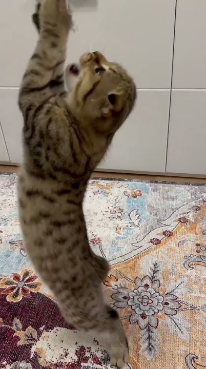 Кокосик !!! - YouTube