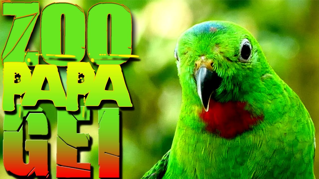 Blaukrönchen (Loriculus galgulus) Blue-crowned hanging parrot Lumix
