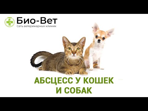 Video: Abscesy U Koček