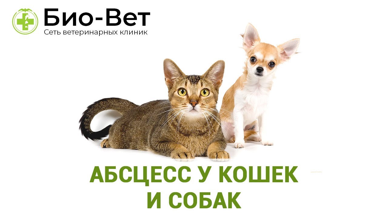 Абсцесс у Кошек 🐱 и Собак 🐶// Сеть Ветклиник БИО-ВЕТ