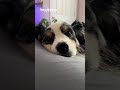 Heyyy.. whatcha doin #cutedog #dog #dogshorts #doglover #australianshepherd #dogs