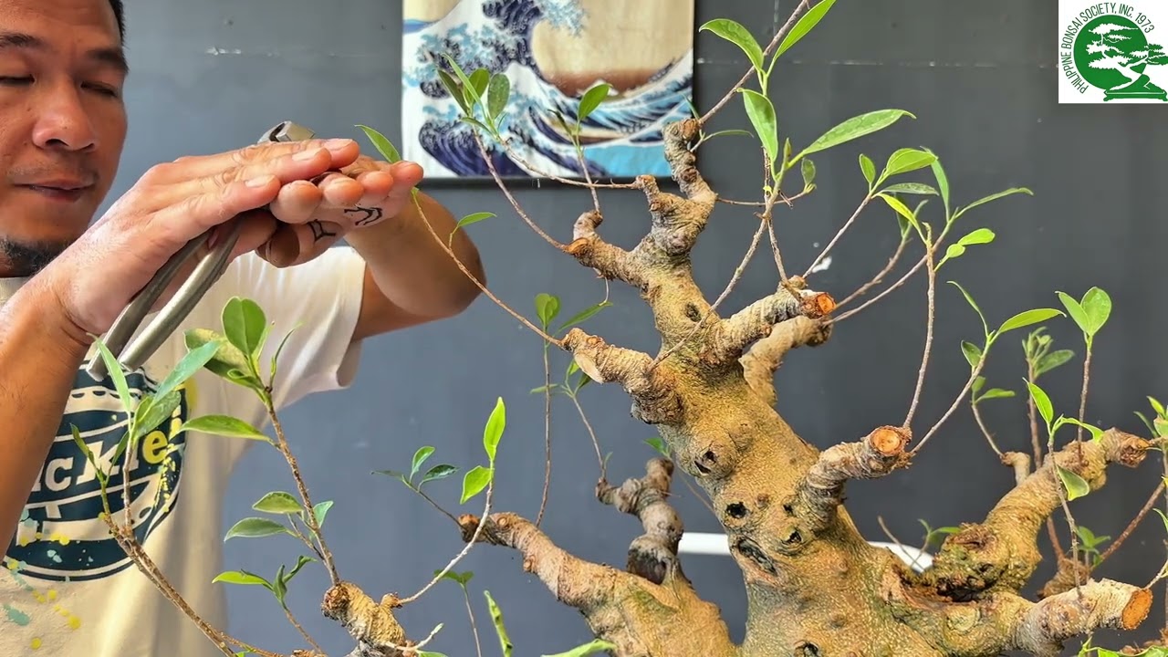 Art'bonsai101 vlog#98 part 3, fuse ficus micro carpa, mercy #bonsai #tutorial #plants 🫶🏼💚🌳🥰🇵🇭