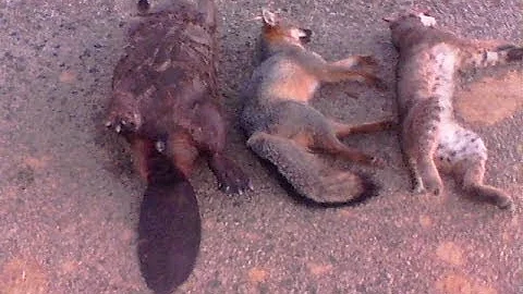 Trapping 2013-2014 season