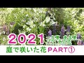 【2021年・我が家の庭で咲いた花】バラ／一年草／多年草／木の花