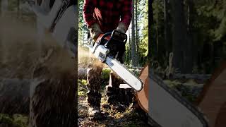 From Log to Art