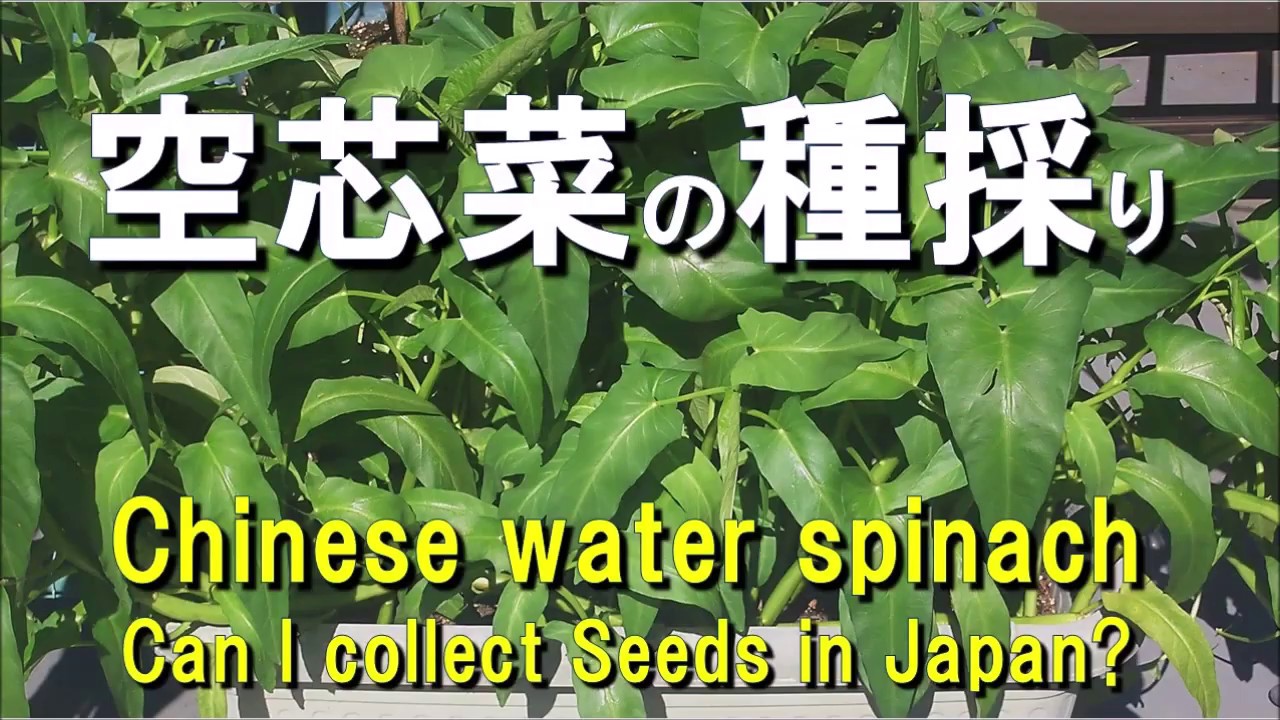 空芯菜 種採り 短日栽培 Chinese Water Spinach Youtube