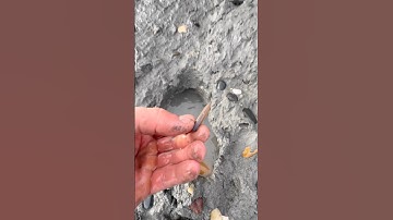 We came across a fresh mud LANDSLIDE! 🏝️ Amongst it, we found these fossils! 😍