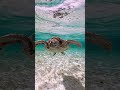 #宮古島 #ウミガメ #underwater #greenturtle #gopro #seaturtle #beach