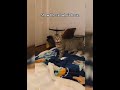 Cats are the best imitators #cat #funnycat #cats #funnyvideos
