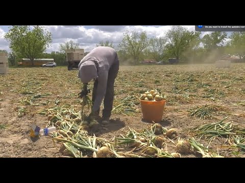 Video: Bakteriese roes van uiegewasse: leer meer oor Xanthomonas-roes in uie