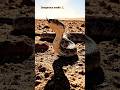 🐍🏜️ Two snakes. One desert. Endless mystery. Would you dare walk here? 😱🔥#Shorts #Snake #Desert