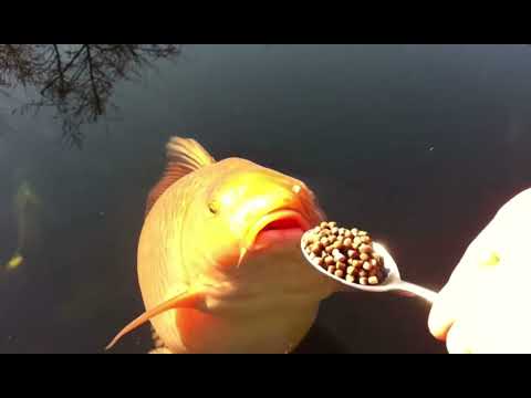 Greedy Chagoi gets spoon fed