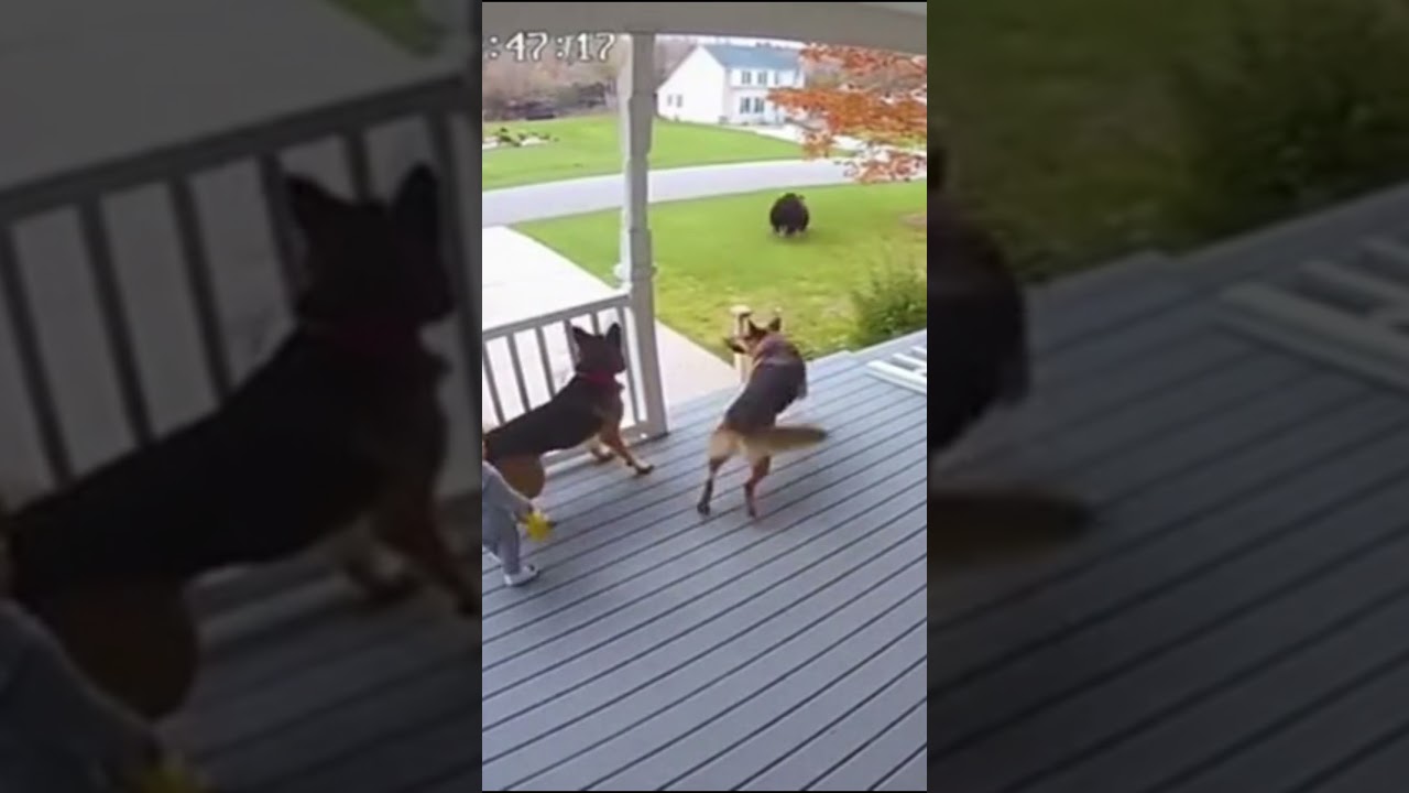 Besoin de votre avis : Vous pensez quoi de ce genre de vidéo ?