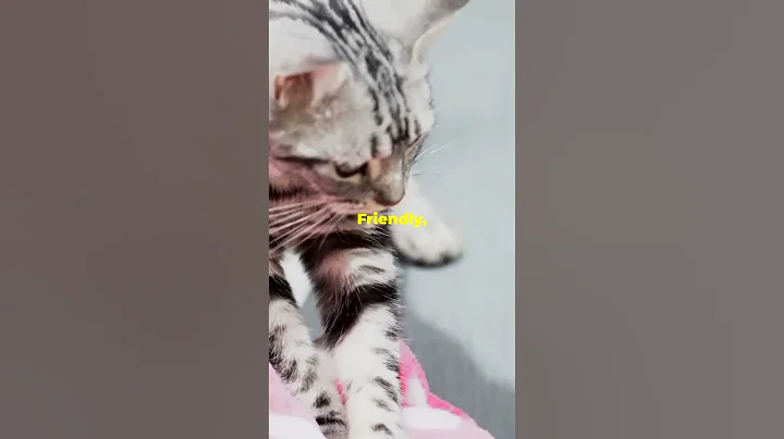 Watch the video about Meet the American Shorthair