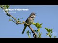 Nature Shots The Common Whitethroat Warbler S Scratchy Song Birds Nature Shots The Common Whitethroat Warbler S Scratchy Song Birds