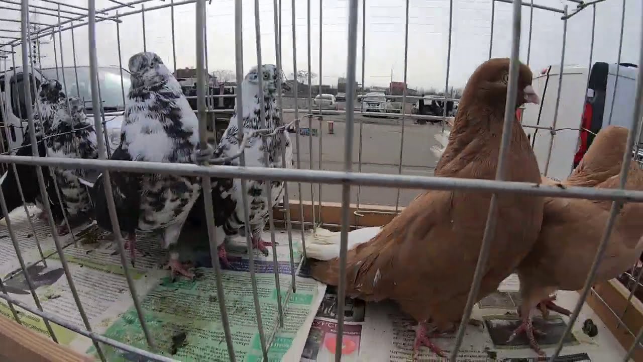 Ярмарка голубей Николаев. Супер день. Голуби и декоративная птица.  Голуби Николаева. Летные голуби.