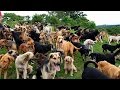 Territorio de zaguates land of the strays dog rescue ranch sanctuary in costa rica