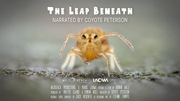The Leap Beneath | A Journey into the Hidden World of Soil Fauna