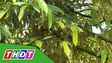 Quản lý rầy xanh trên sầu riêng | Kiến thức nông nghiệp - 16/2/2025 | THDT