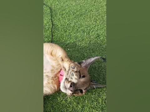 Caracal attack - YouTube