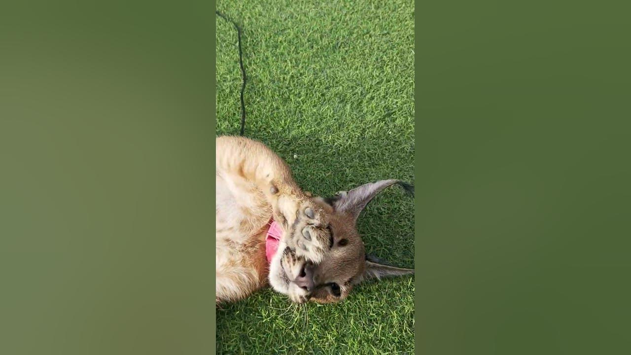 Caracal attack - YouTube