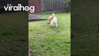 Pups Takes Synchronized Potty Break || Viralhog