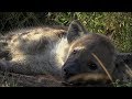 WE SafariLive-  Does Hyena Ribbon have cubs?