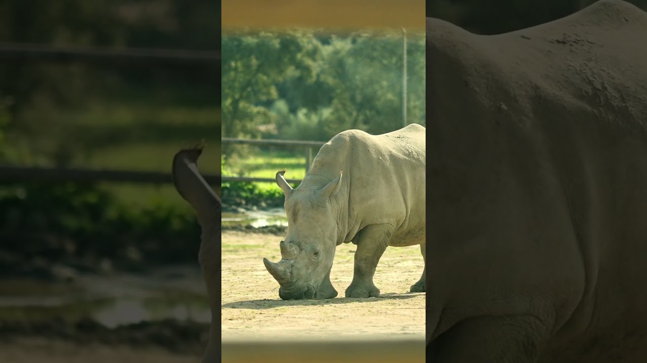 Powerful Rhino In Action Witness The Strength And Majesty Of Nature S Gentle Giant