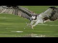 Raining Eagles and Ospreys with Sony A9 and Sony FE 200-600mm lens